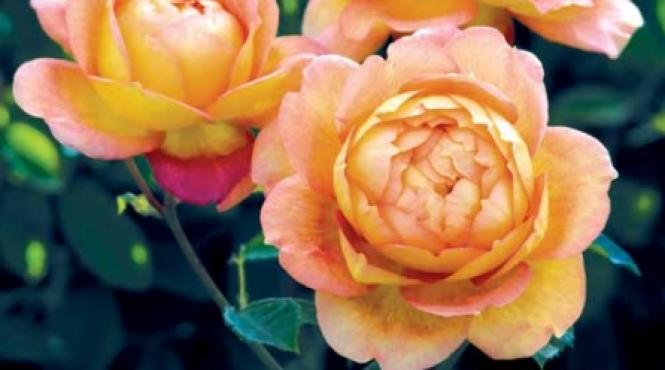 david austin si trandafirii sai