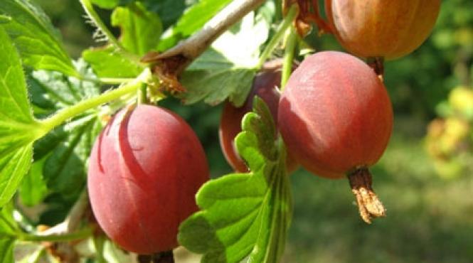 agrisele fructe care tin la tinerete