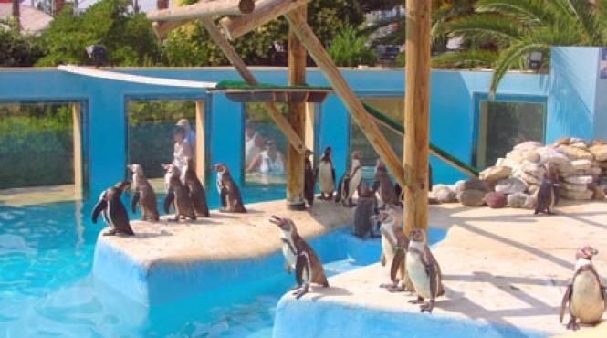 vis de albastru la antibes