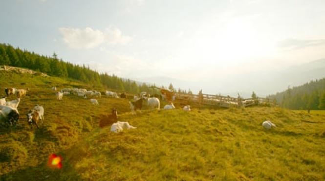 parcul national apuseni devine pasune