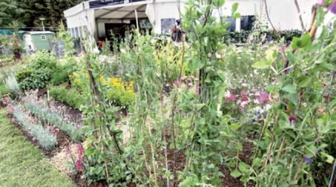 mai multa atentie pentru gradina de legume