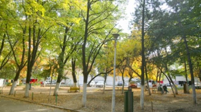 consilierii generali vor sa controleze defrisarile din capitala