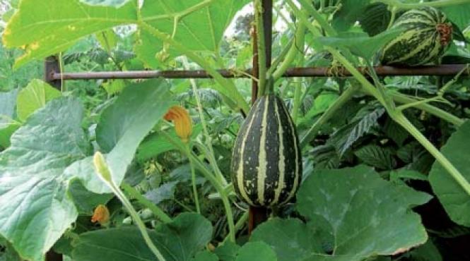 o gradina de legume reusita depinde de cat de mult o doriti