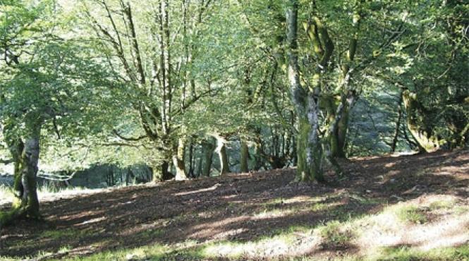 legenda lui basajaun