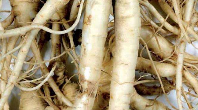 ginsengul energizant natural