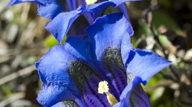 gentiana tonic natural