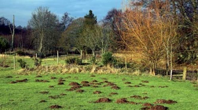 daunatori ce i de facut