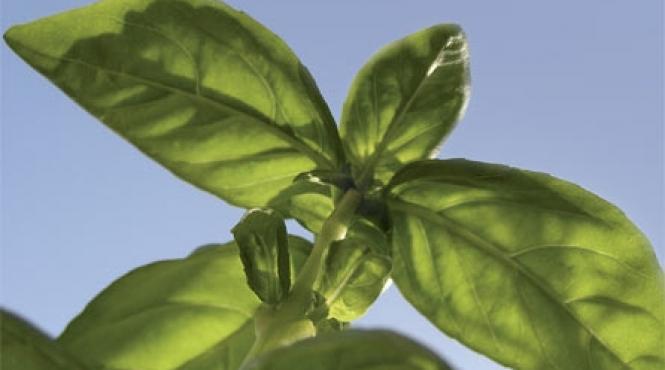 profitati de proprietatile terapeutice ale plantelor aromatice