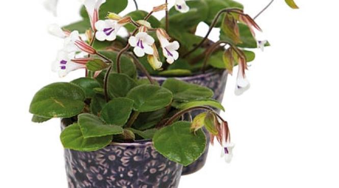 chirita o posibila viitoare vedeta