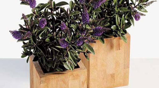 hebe un arbust simpatic numai bun pentru decor de toamna iarna