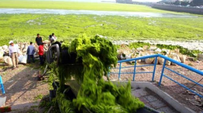 combustibil din alge alternativa la pretul ridicat al petrolului