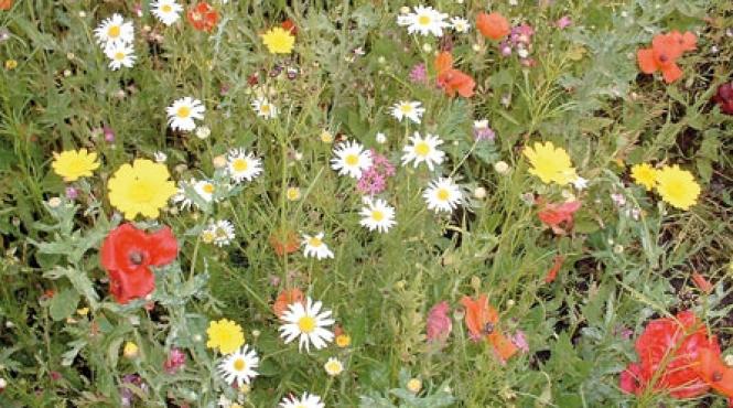 plante interesante din flora spontana