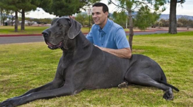 acesta este cel mai mare caine din lume