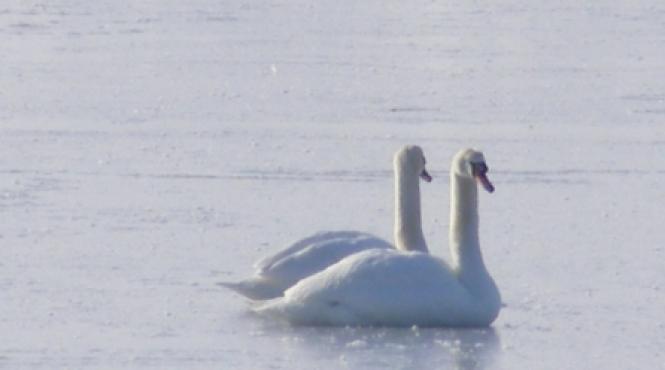 lebede pe gheata