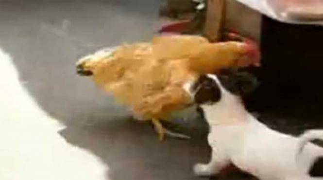 video poate fi inceputul unei frumoase prietenii