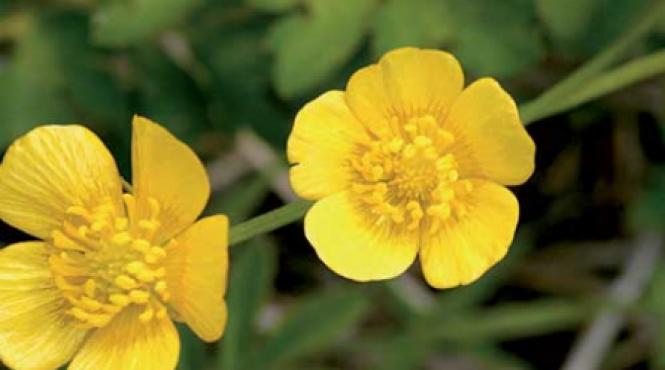 trateaza negii cu rostopasca