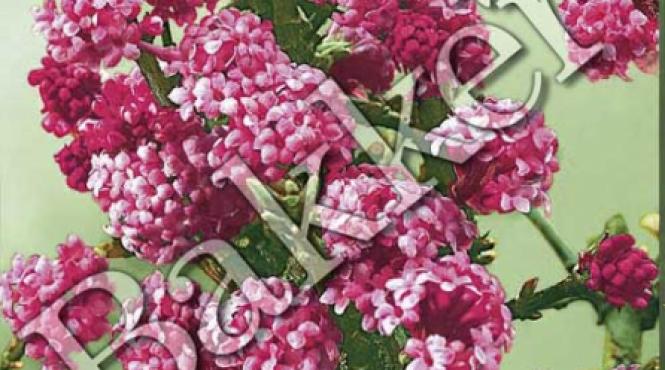 bulgarele de zapada tot ce trebuie sa stiti despre el