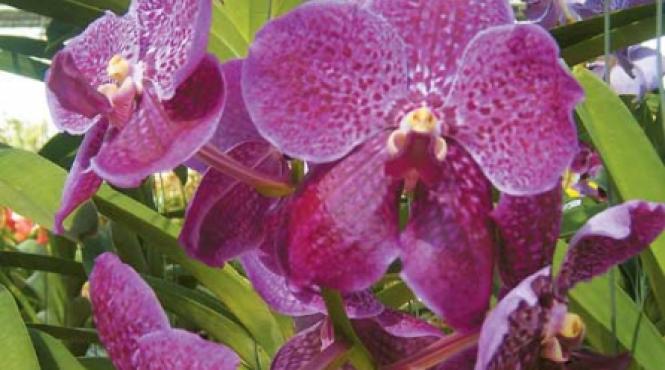 o lume intreaga intr o orhidee