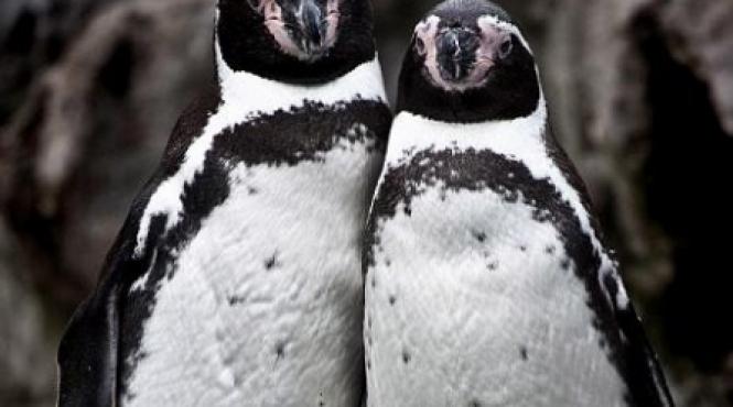 ei sunt cei mai fotogenici pinguini din lume