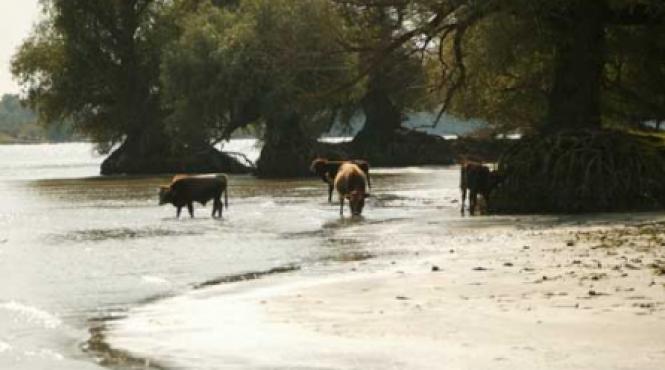sase idei pentru salvarea deltei