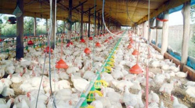 pui contaminati in ue