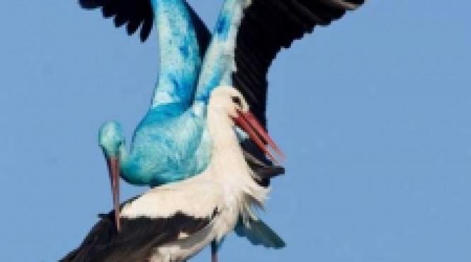 barza albastra de la brandeburg