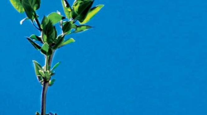 tratamente cu muguri