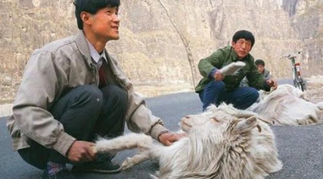 china a clonat capre pentru o productie mai mare de casmir