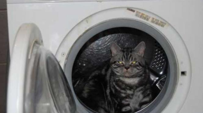 sofisticat expozitia internationala felina de primavara 2010