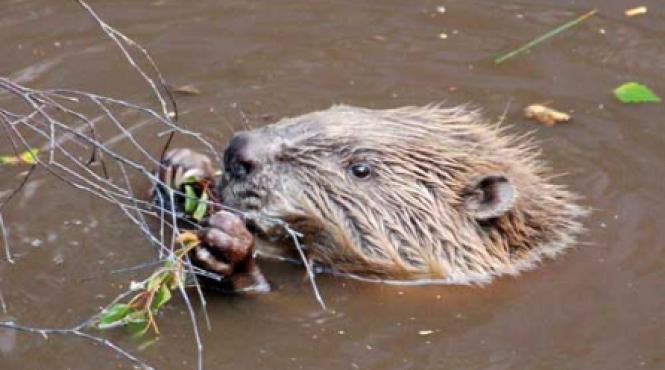 baraj construit de castori vizibil din spatiu