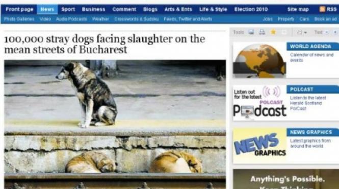 the herald in bucuresti peste 100 000 de caini vagabonzi vor fi macelariti