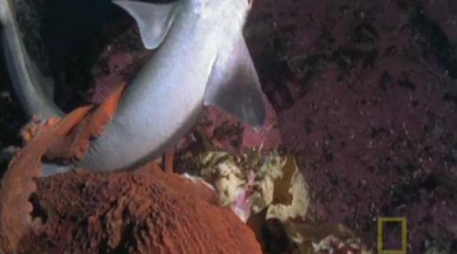 razboiul monstrilor caracatita uriasa vs rechin