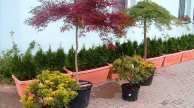plantele naturale solutii decorative care nu dau niciodata gres