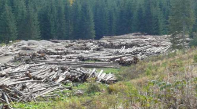 varianta mioritica a cangurului hot