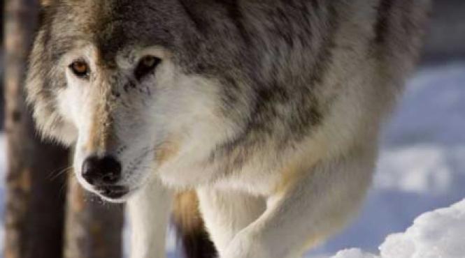 furia verde declanseaza contrastudiu de biodiversitate