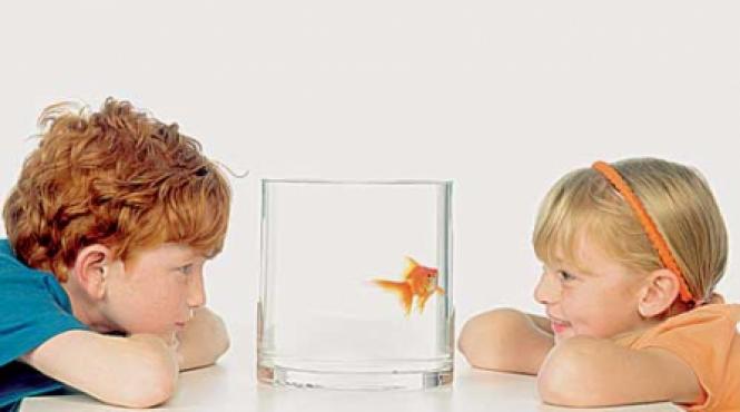 pestii se tem de imaginea lor in oglinda