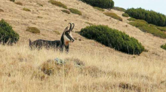 afumatoarea carnii de capra de catre prodecanul mioritic