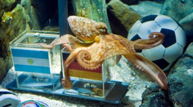 o caracatita a prezis victoria germaniei in sfertul de finala cu argentina