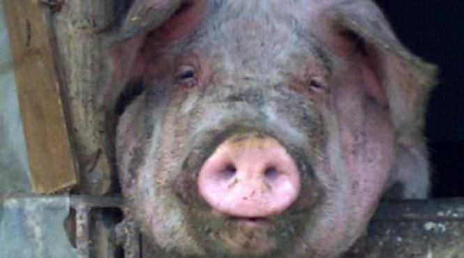 guvernul ofera ajutoare financiare pentru bunastarea porcilor si pasarilor