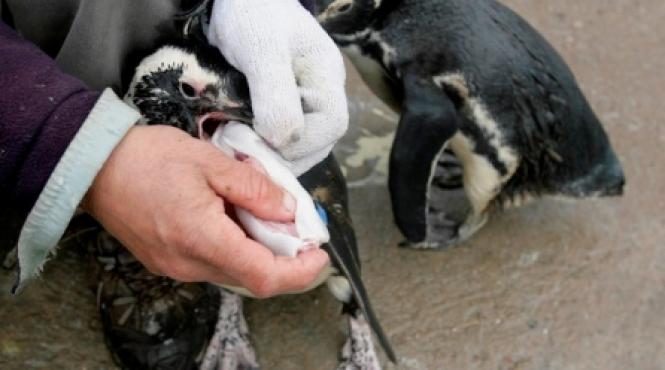 zeci de pinguini acoperiti de petrol esuati pe coastele statului uruguay