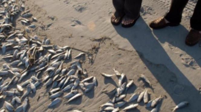 pesti morti la navodari mamaia si constanta