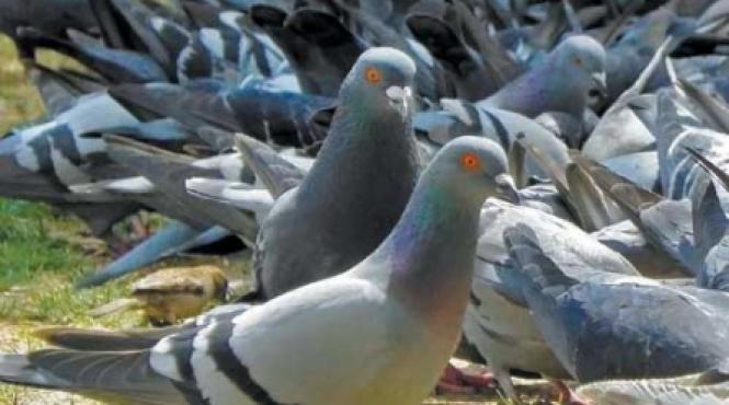 cand vara nu i ca vara