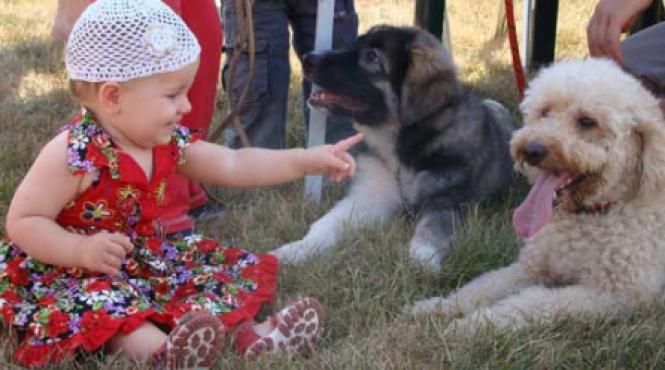 entuziasm mangaieri si codite vesele de catei