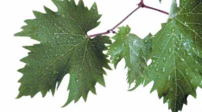 kilograme mai putine cu infuzie din frunze de vita