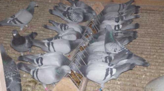 cum se cresc porumbeii voiajori