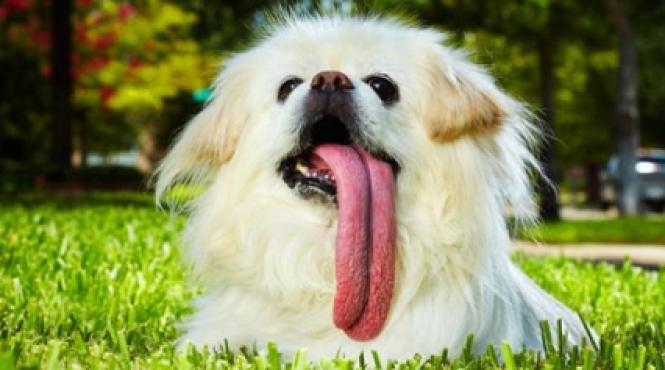 puggy este cainele cu cea mai mare limba din lume