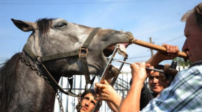 olandezii ne potcovesc martoagele