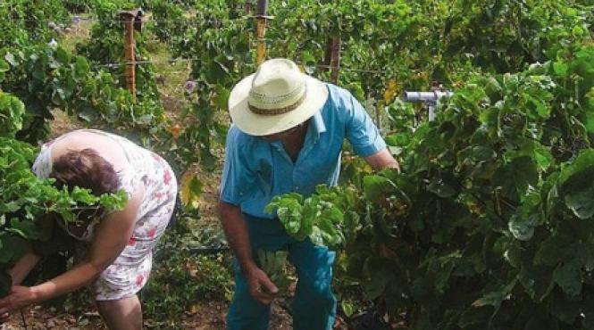 guvernul vrea sa impoziteze si banii obtinuti de zilieri