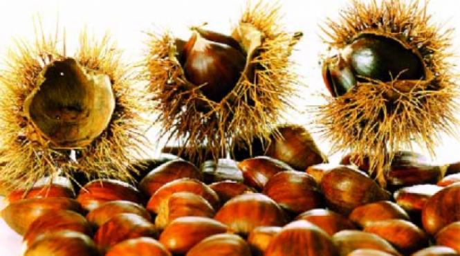 castanul salbatic calmeaza durerile reumatice