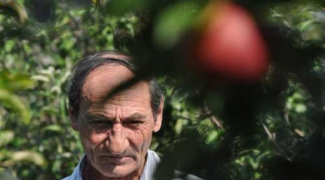 gustul amar al marului romanesc 5